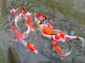 cá chép Koi nhật bản